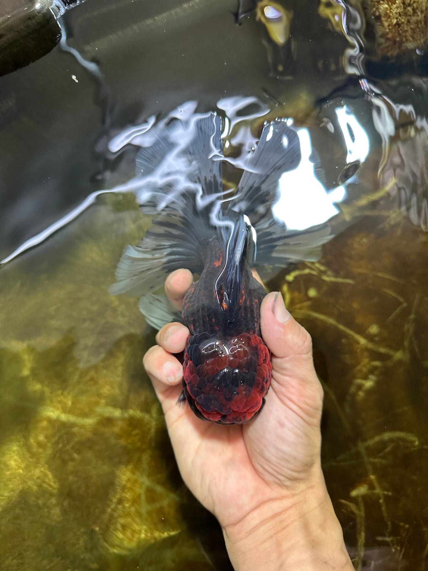 A Grade FLUFFY WEN Tiger Oranda Male 6 inches #082925OR_11