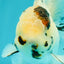 AAA Grade White Tiger Oranda Male 5.5 inches #062626OR_35