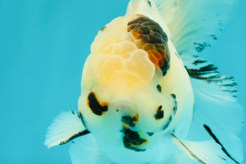 AAA Grade White Tiger Oranda Male 5.5 inches #062626OR_35