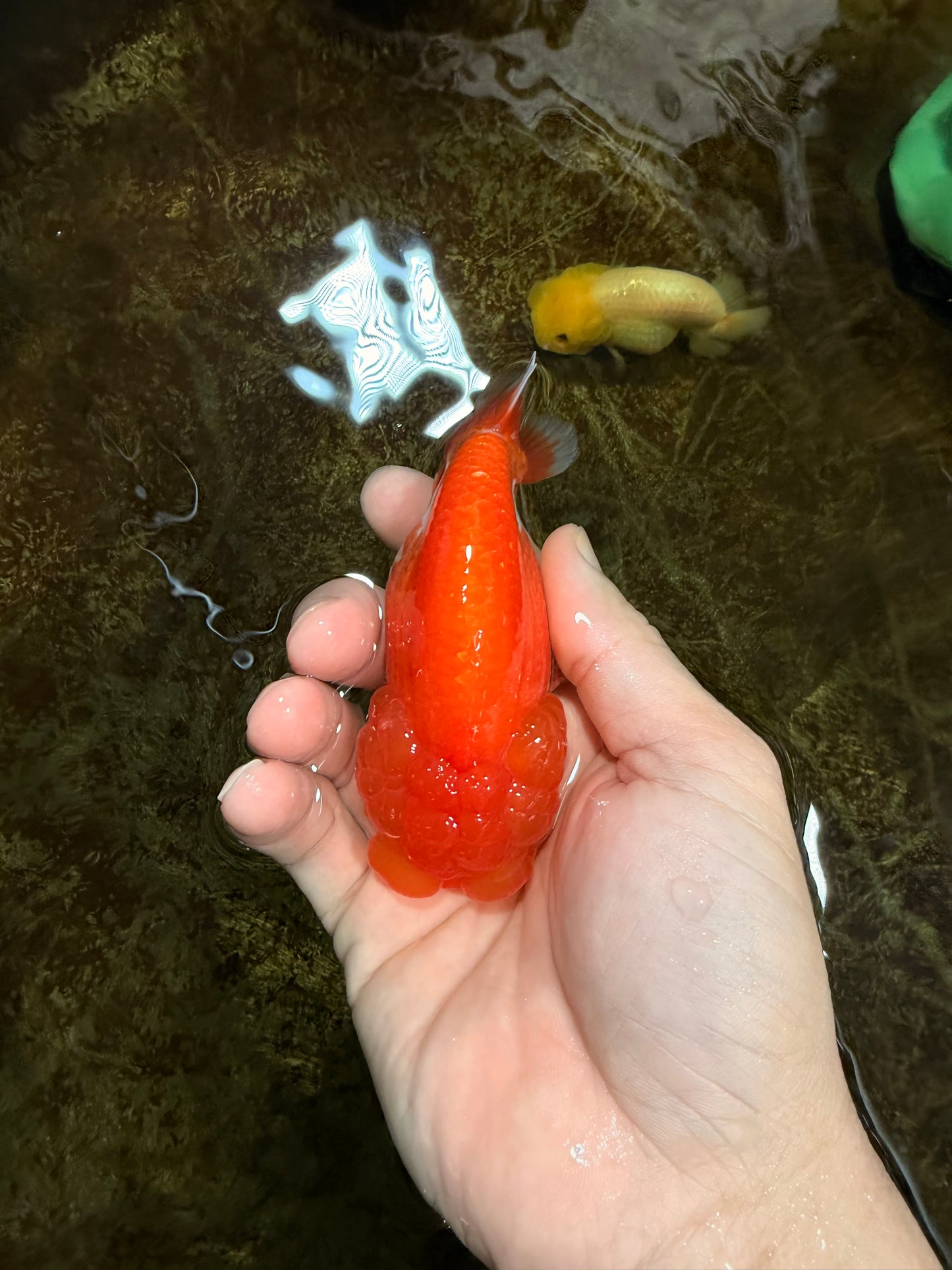 Red White Lionchu Female 4 inches #121225LC_11