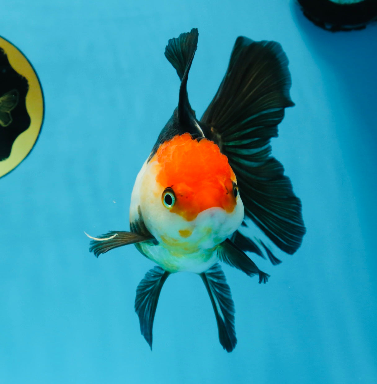 Tricolor Oranda Female 5.5 inches #100325OR_14