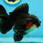 A Grade Tricolor Yuanbao Male 5 inches #122024YB_14