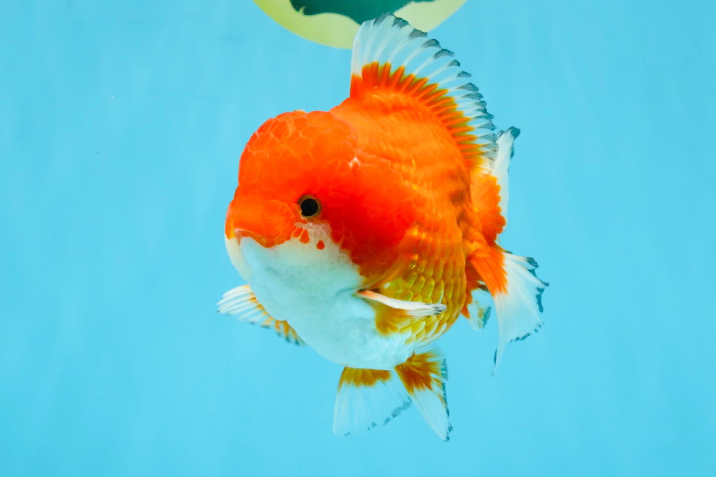 SPECIAL AAA Grade Red White Yuanbao Male 5-5.5 inches #032726YB_02