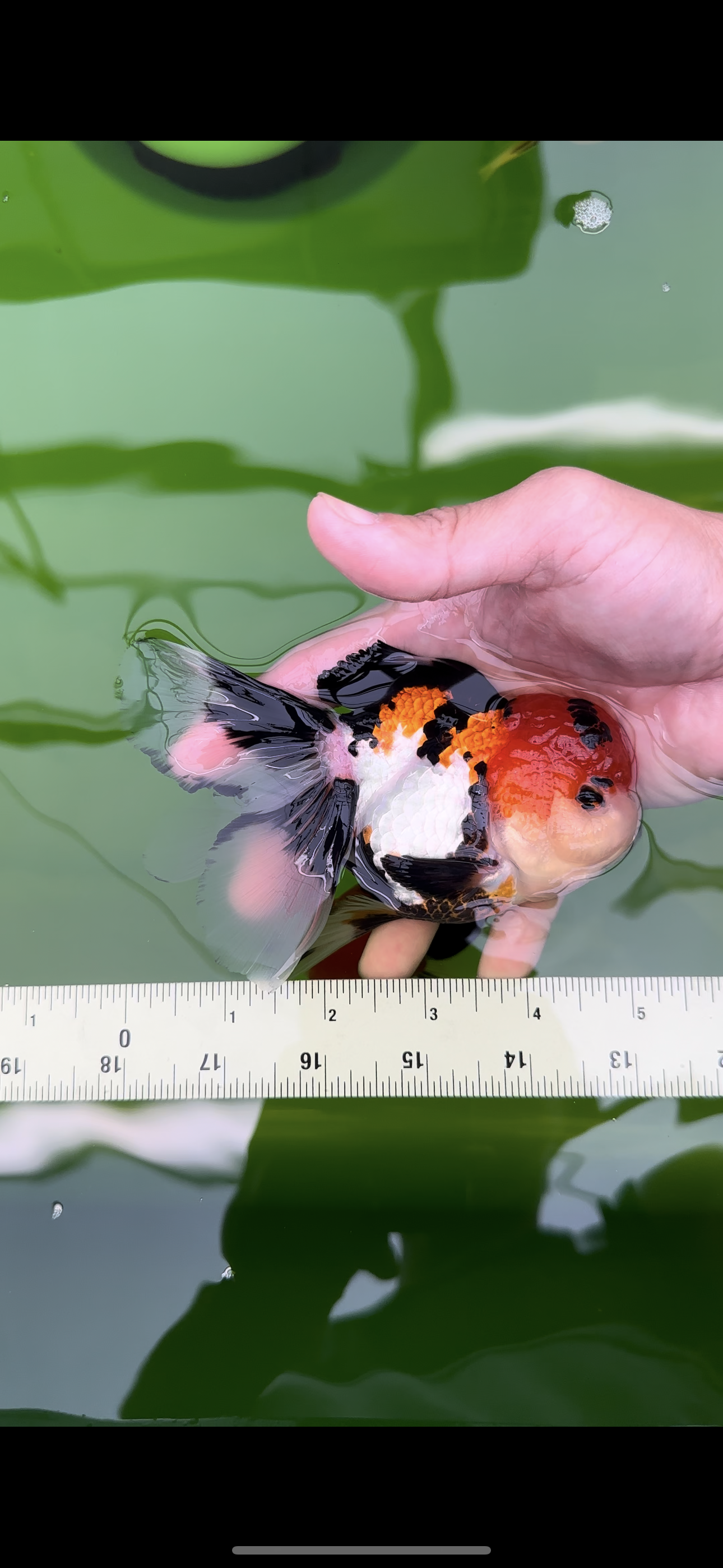 Tricolor Oranda Female 4.5-5 inches #0503OR_05