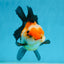 UNIQUE A Grade Tricolor Oranda Female 4.5-5 inches #082225OR_25