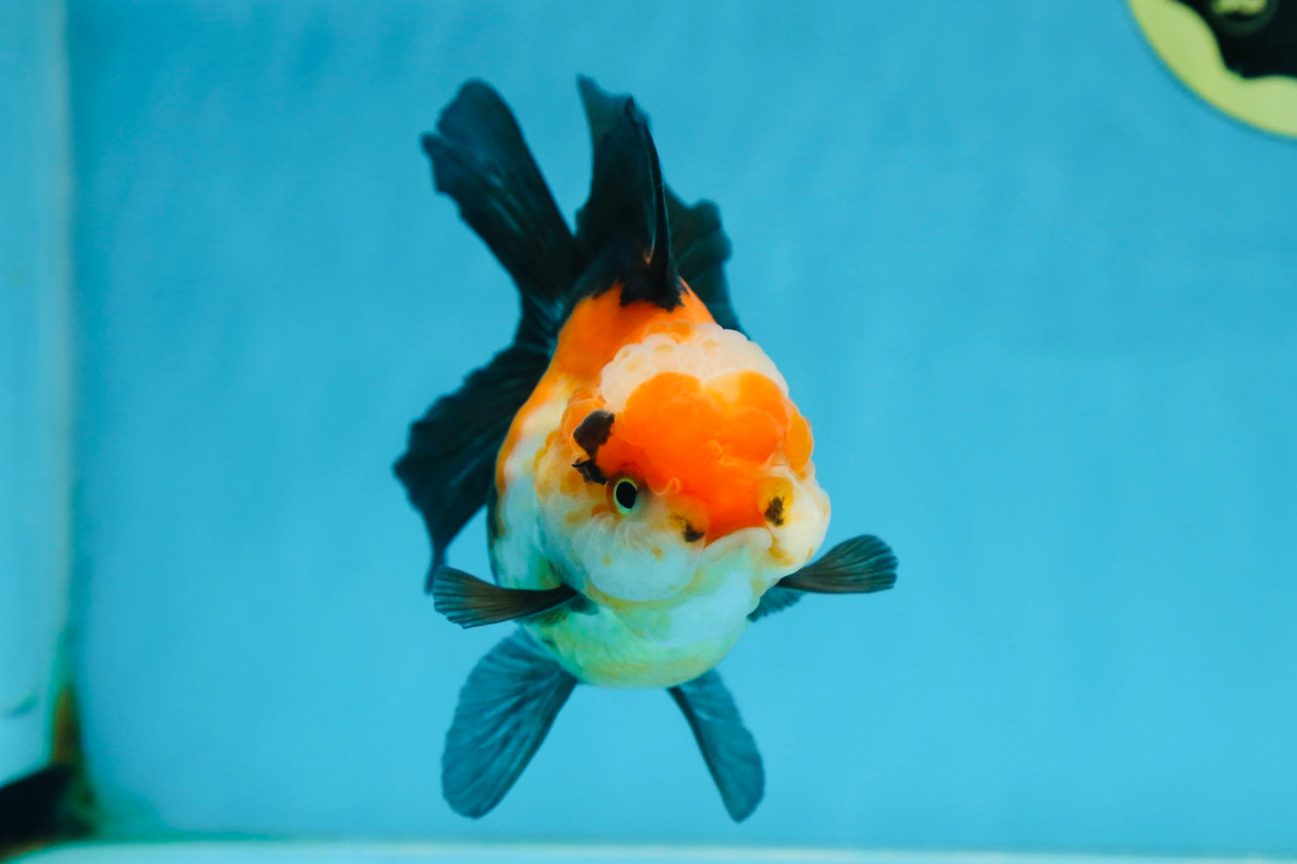 UNIQUE A Grade Tricolor Oranda Female 4.5-5 inches #082225OR_25