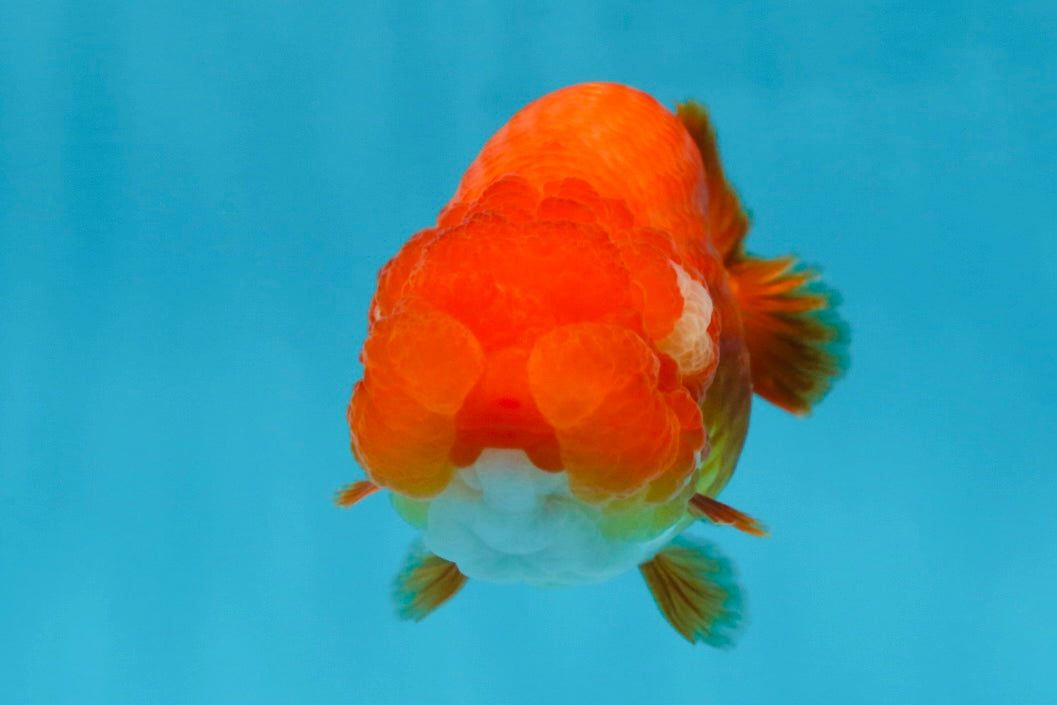 A Grade Red White LionQueen 4 inches #053025LC_07