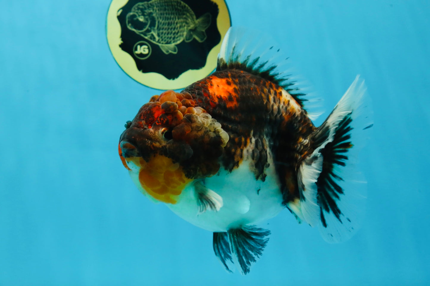 A Grade Godzilla Kirin Yuanbao Female 5.5-6 inches #053025YB_02