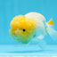 Super Big Wen Lemonhead Lionchu Femelle 4,5 pouces #0726LC_41