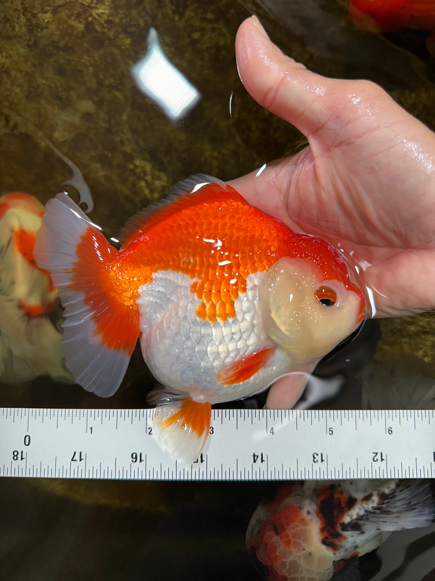 A Grade Red White Yuanbao 5.5 inches #080825YB_27