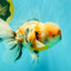 AAA Grade Calico Oranda Male 6-6.5 inches #070626OR_18