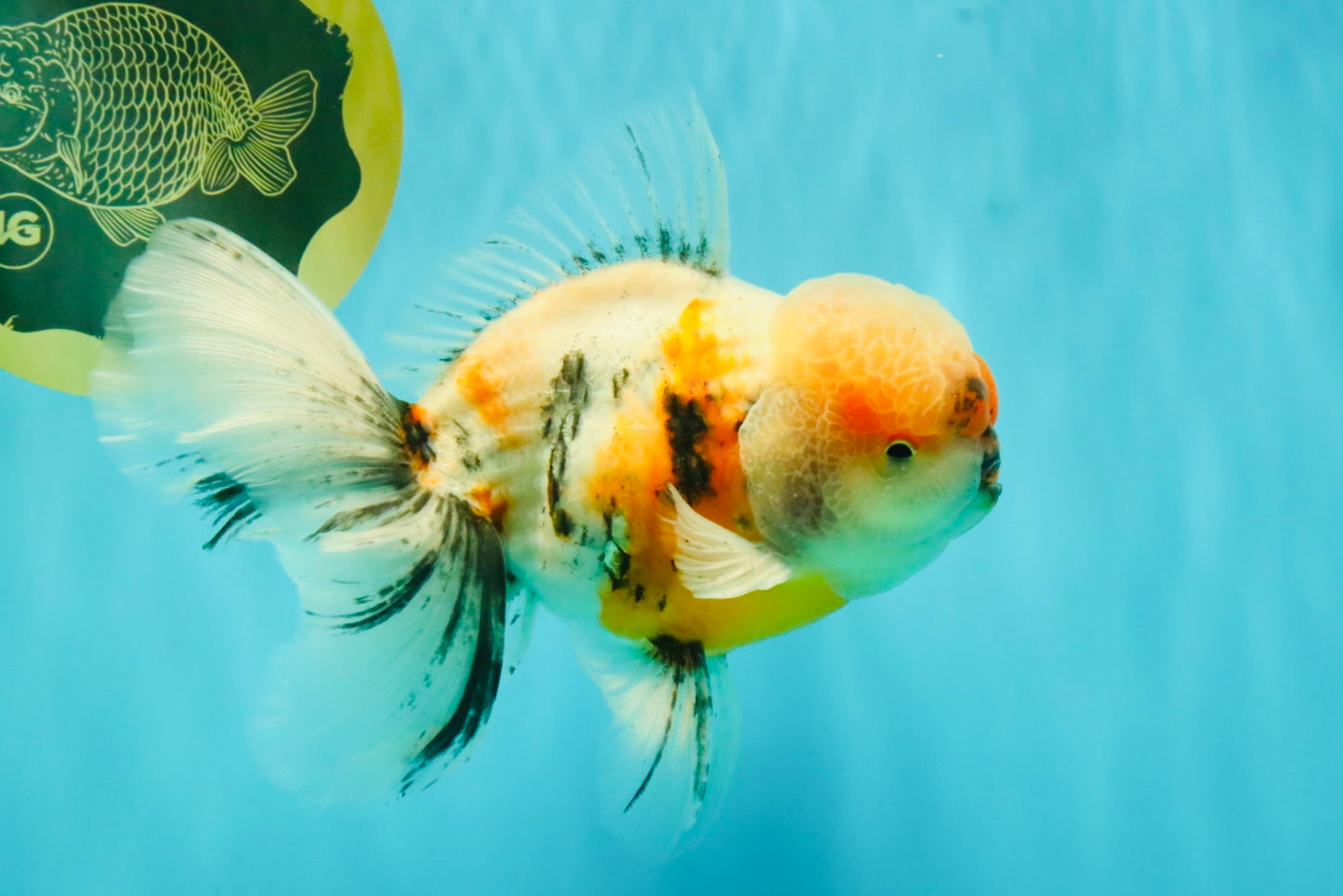 AAA Grade Calico Oranda Male 6-6.5 inches #070626OR_18