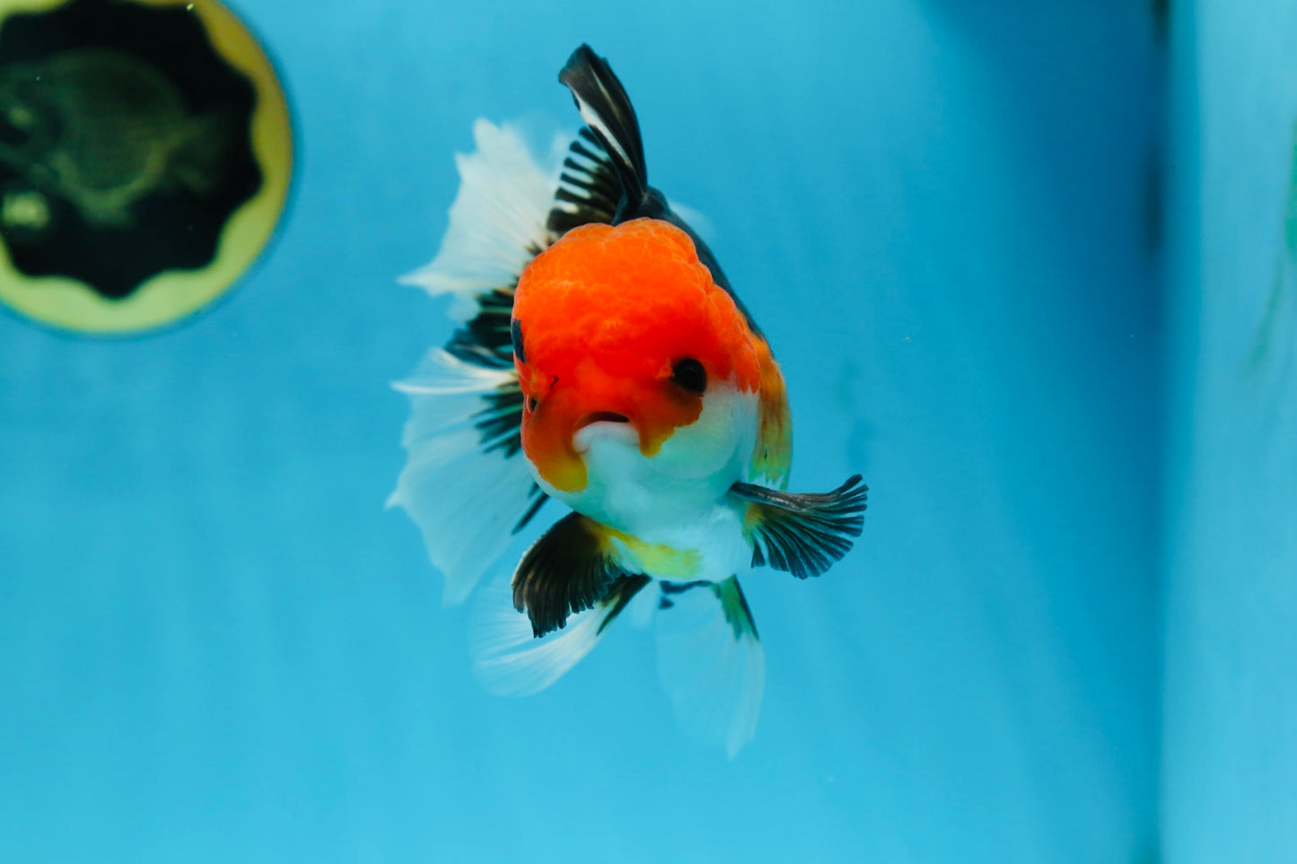 A Grade Tricolor Button Eyes Oranda Male 5 inches #080825OR_07