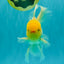 A Grade White Oranda Male 5.5-6 inches #080726OR_11