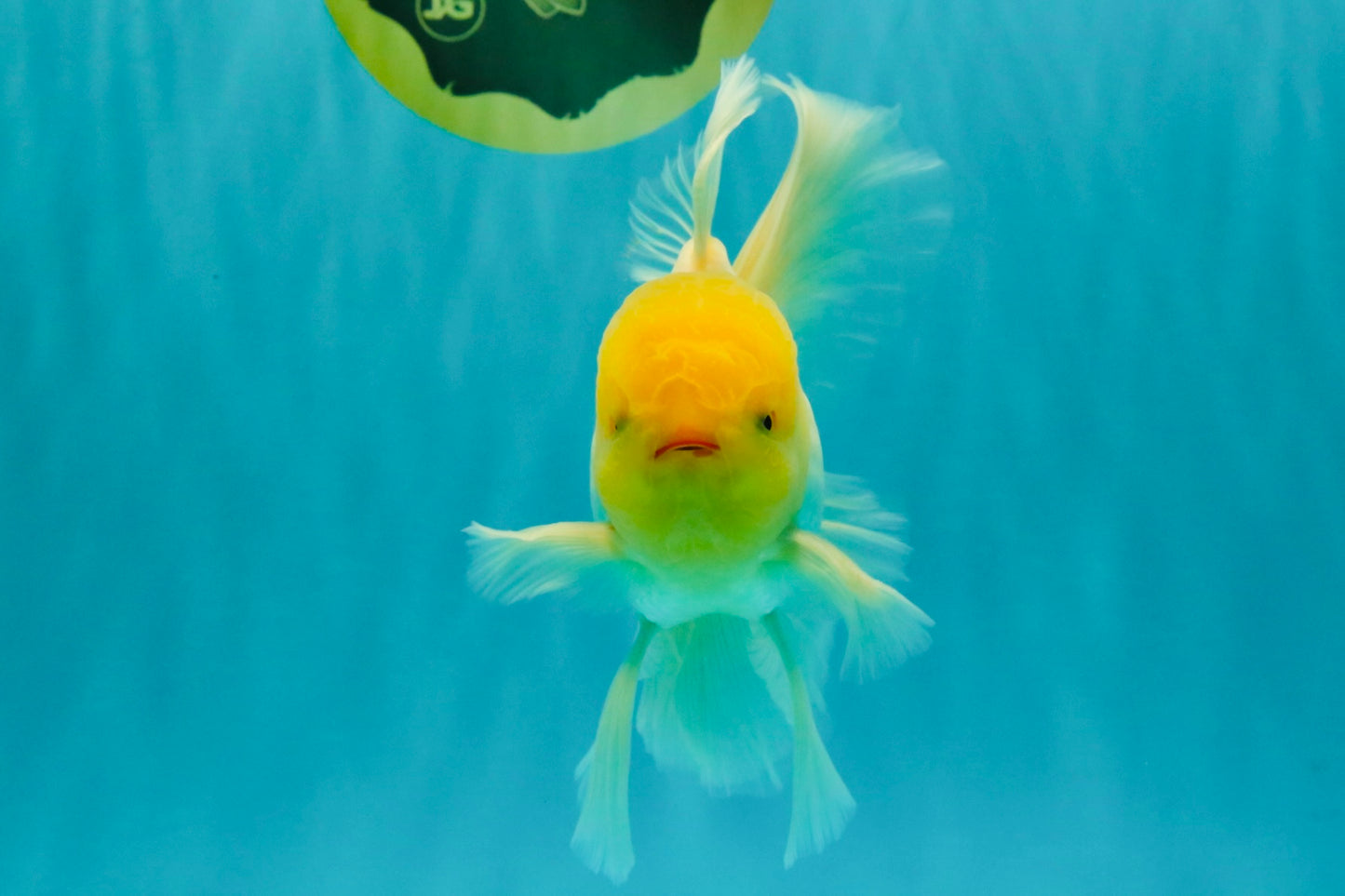 A Grade White Oranda Male 5.5-6 inches #080726OR_11