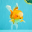 Red White Oranda Male 6 inches #090426OR_11