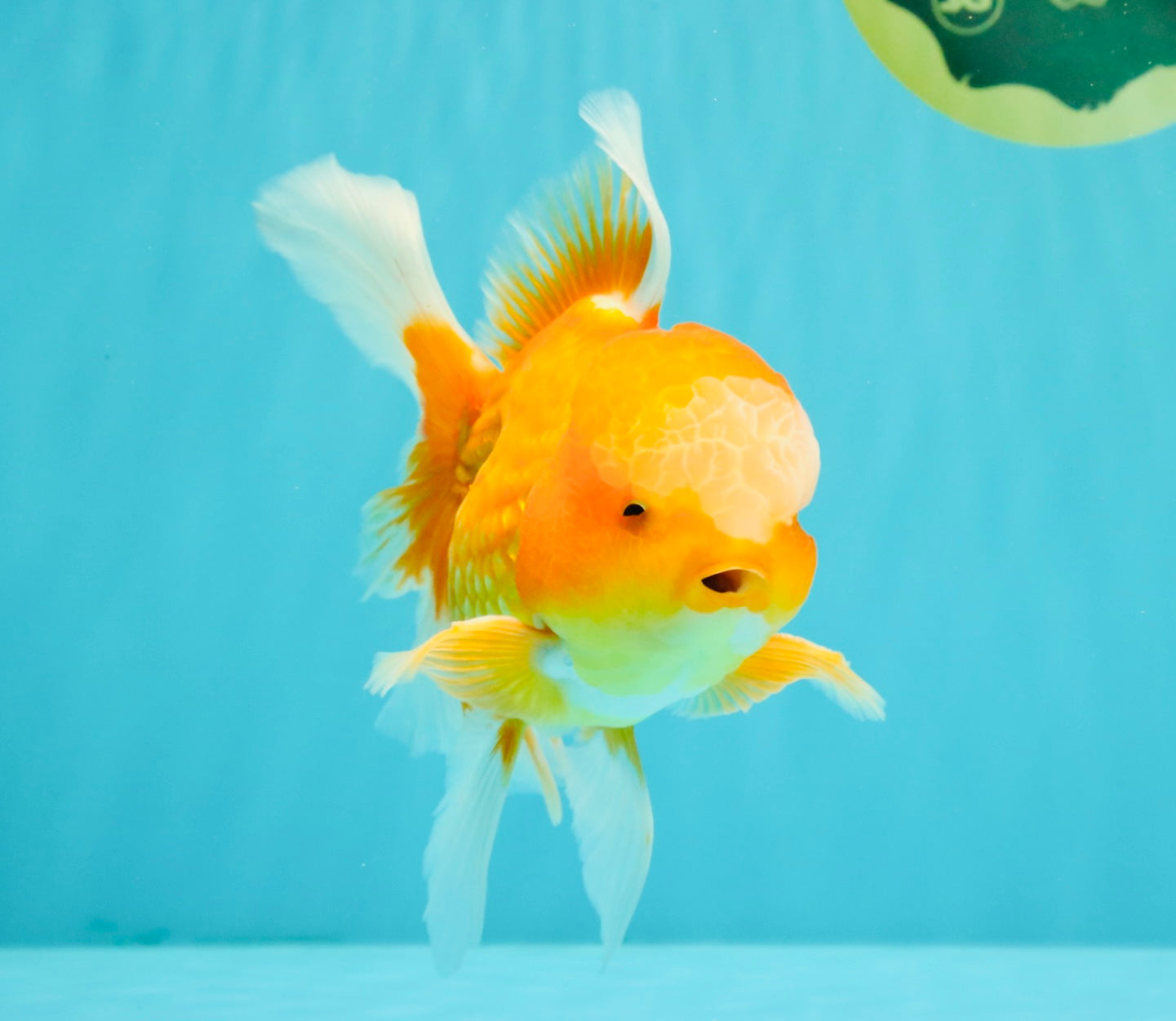 Red White Oranda Male 6 inches #090426OR_11