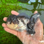 A Grade Panda Oranda Female 5 inches #1004OR_35