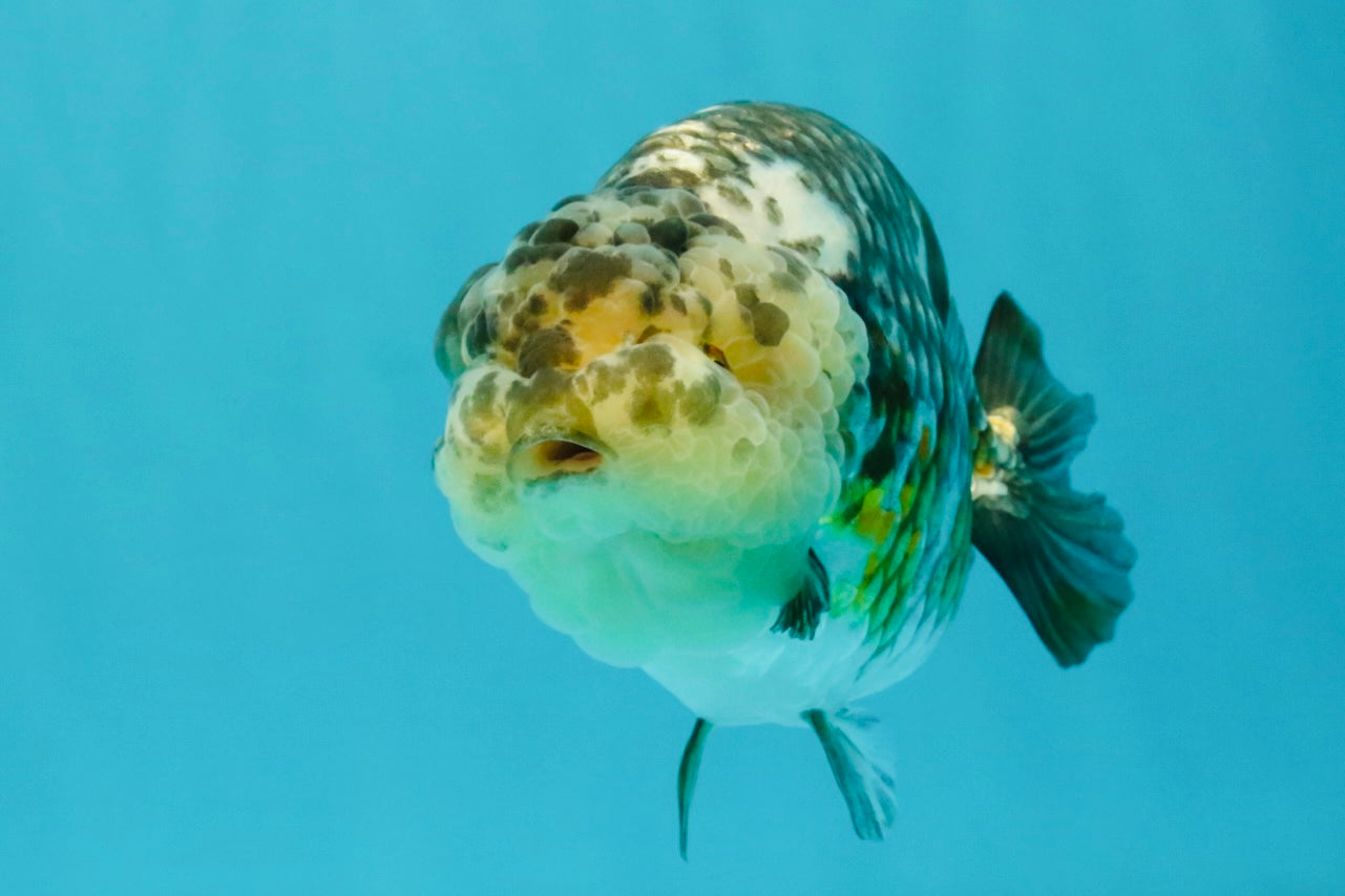 SPECIAL Pepper Calico Chinese Ranchu Female 6-6.5 inches #032026RC_30