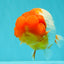 BIG WEN A Grade Red Head Red White Buffalo Ranchu Female 6 inches #101626RC_23