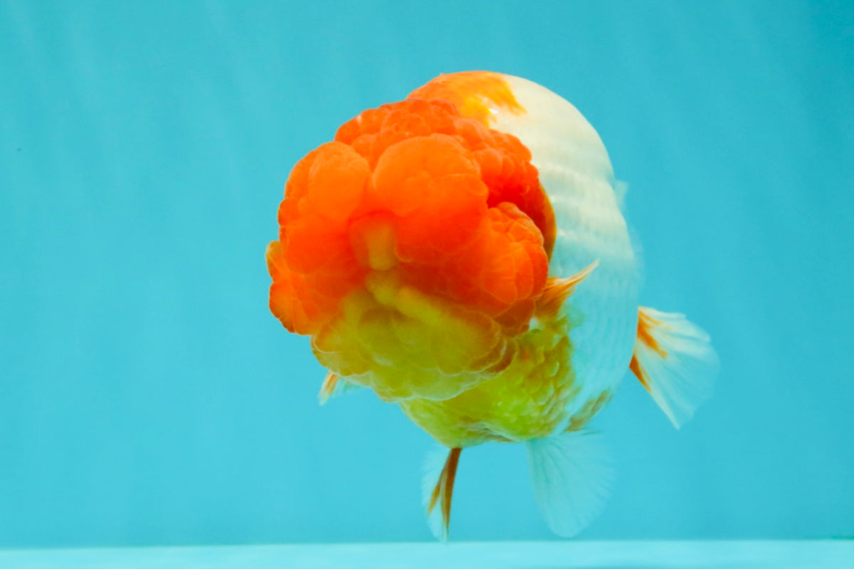 BIG WEN A Grade Red Head Red White Buffalo Ranchu Female 6 inches #101626RC_23