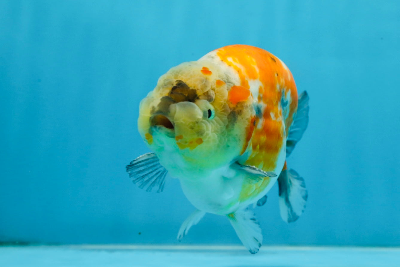 A Grade Chubby Tricolor Marble LionKing 4.5-5 inches #071125LC_04