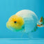 Lemonhead Lionchu Male 4 inches #0920LC_07