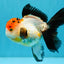Tricolor Oranda Female 5-5.5 inches #041026OR_06