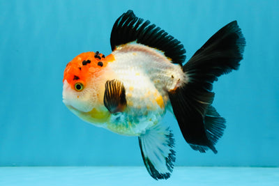 Tricolor Oranda Female 5-5.5 inches #041026OR_06