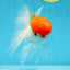 AAA Grade SUPER Red Cap Oranda Male 4.5 inches #051625OR_29
