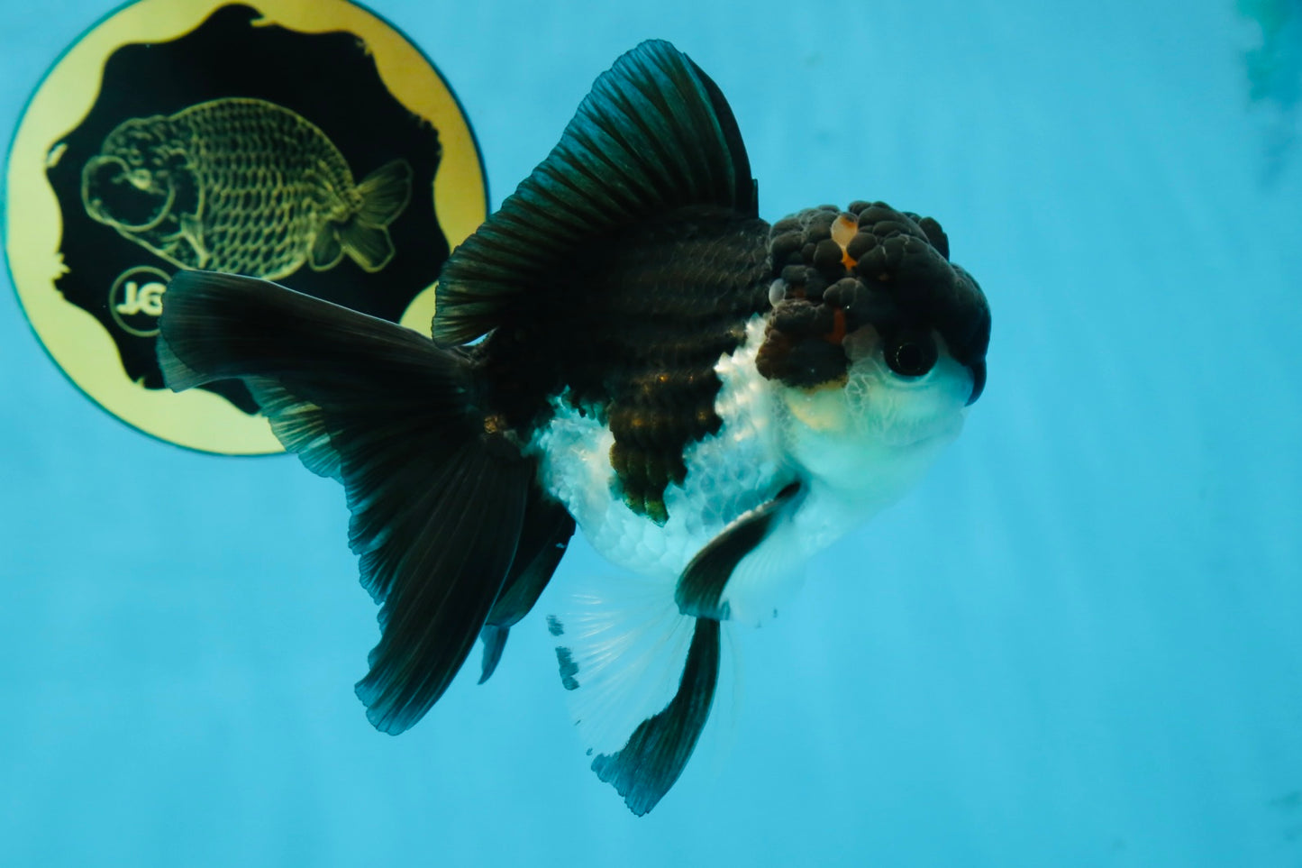 A Grade Young Panda Button W Oranda Male 4.5-5 inches #061325_06