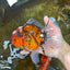AAA Grade Young Godzilla Tiger Oranda Male 6 inches #080125OR_11