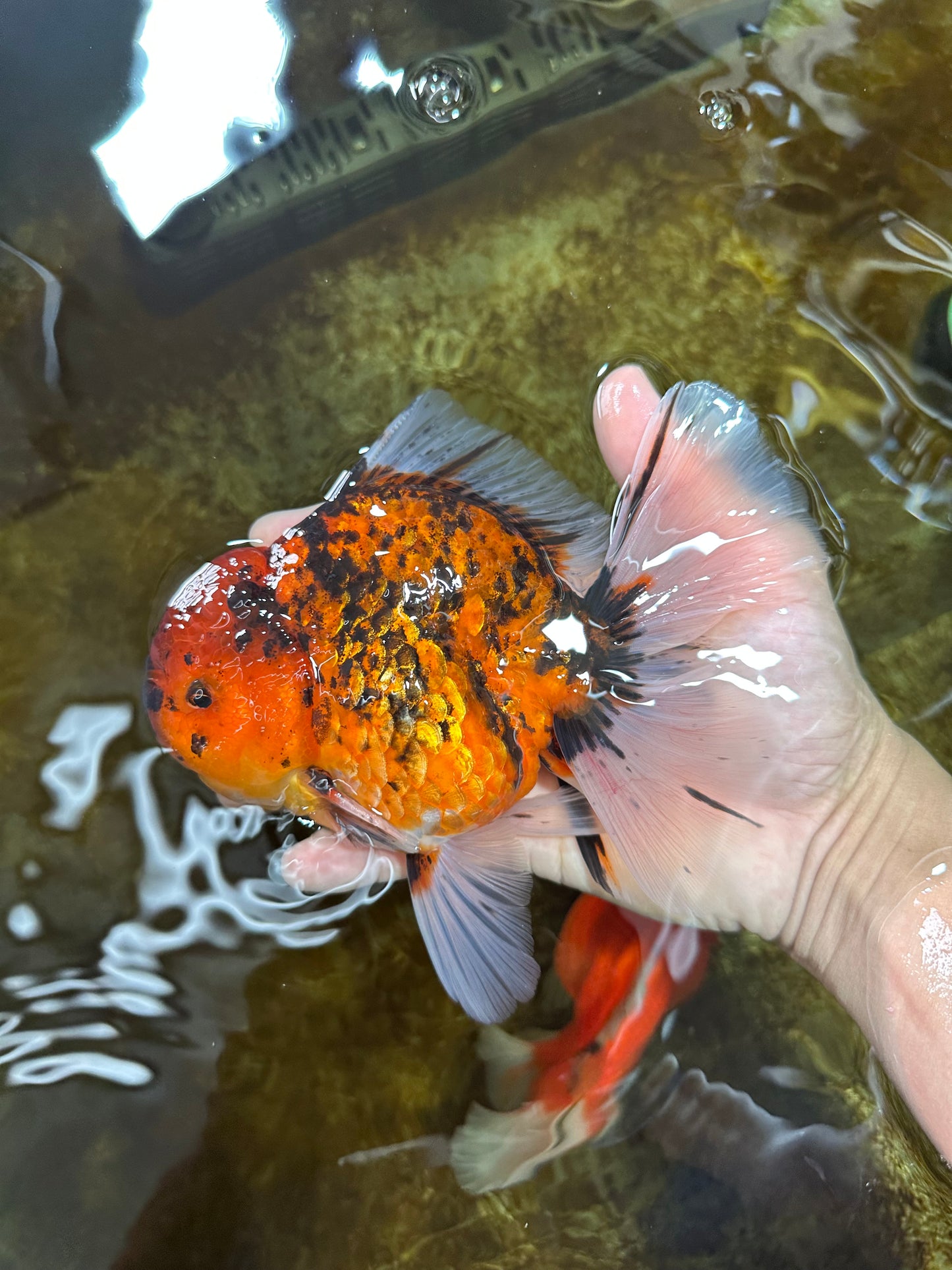 AAA Grade Young Godzilla Tiger Oranda Male 6 inches #080125OR_11