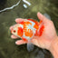A Grade Red White Oranda Female 5.5  inches #070626OR_22