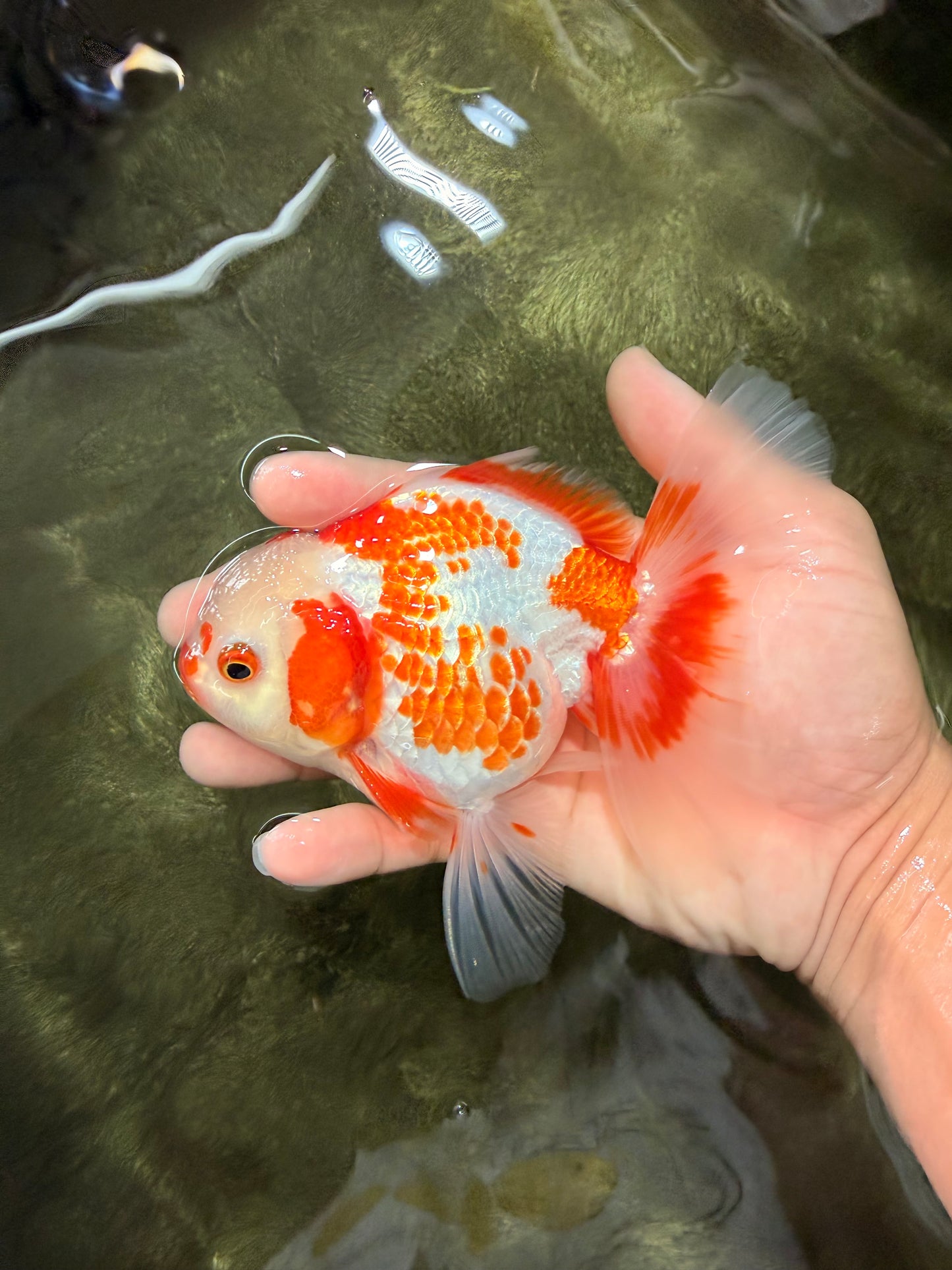 A Grade Red White Oranda Female 5.5  inches #070626OR_22