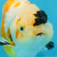 CHUBBY A Grade Chinese Tricolor Ranchu Male 4.5 inches #102425RC_02