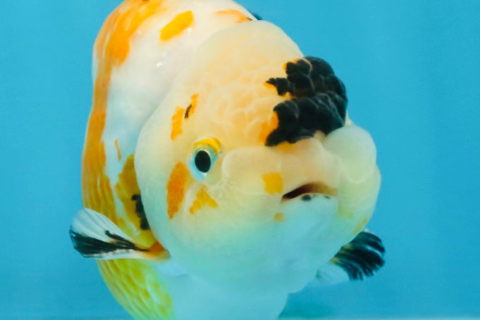 CHUBBY A Grade Chinese Tricolor Ranchu Male 4.5 inches #102425RC_02