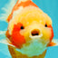 SUPER CUTE AAA Grade Strong Body Structure Kohaku Red White Yuanbao Male 6 inches #092526YB_12