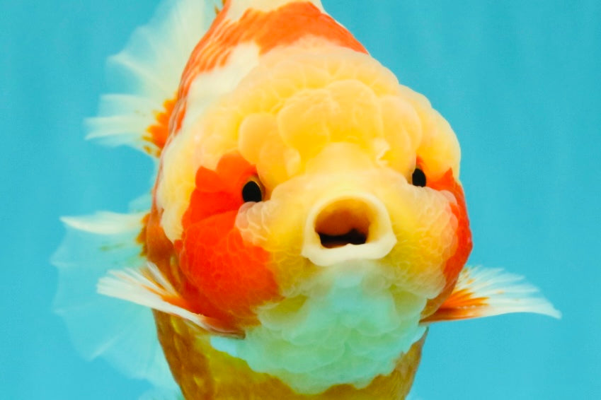 SUPER CUTE AAA Grade Strong Body Structure Kohaku Red White Yuanbao Male 6 inches #092526YB_12