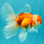 A Grade Red White Oranda Male 5.5-6 inches #090426OR_09
