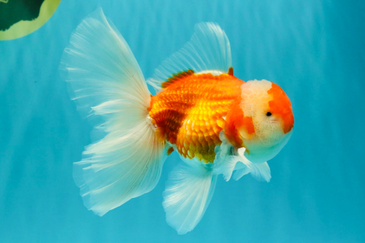 A Grade Red White Oranda Male 5.5-6 inches #090426OR_09
