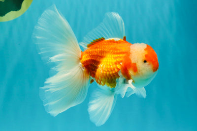 A Grade Red White Oranda Male 5.5-6 inches #090426OR_09