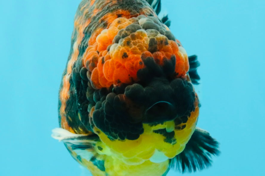 AAA Grade Godzilla Tiger Yuanbao Male 5.5 inches #030626YB_10