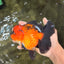 CHARLIE AAA Grade Apache Oranda Female 6 inches #071026OR_23