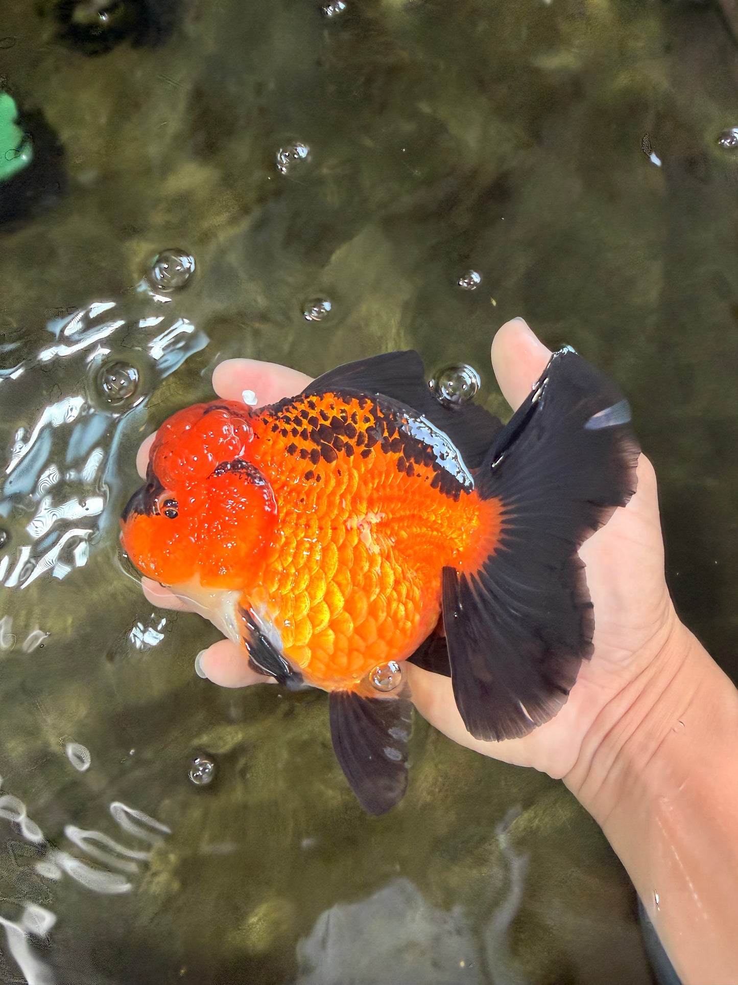 CHARLIE AAA Grade Apache Oranda Female 6 inches #071026OR_23
