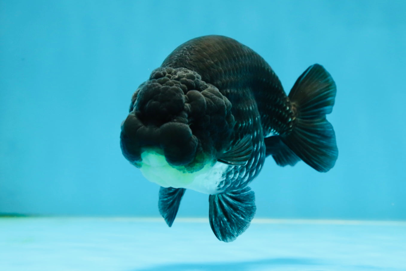 AAA Grade Black Blue LionQueen 4-4.5 inches #051625LC_03