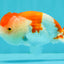 BIG WEN Red White Lionchu Female 4.5 inches #051526LC_16