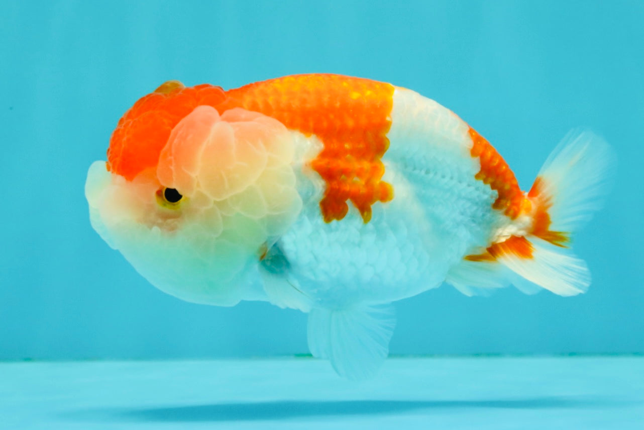 BIG WEN Red White Lionchu Female 4.5 inches #051526LC_16