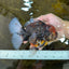 A Grade CHONKY Calico Kirin Oranda Female 6 inches #091225OR_12