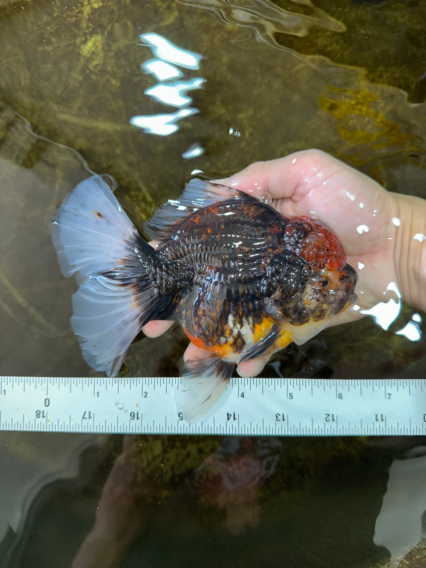 A Grade CHONKY Calico Kirin Oranda Female 6 inches #091225OR_12